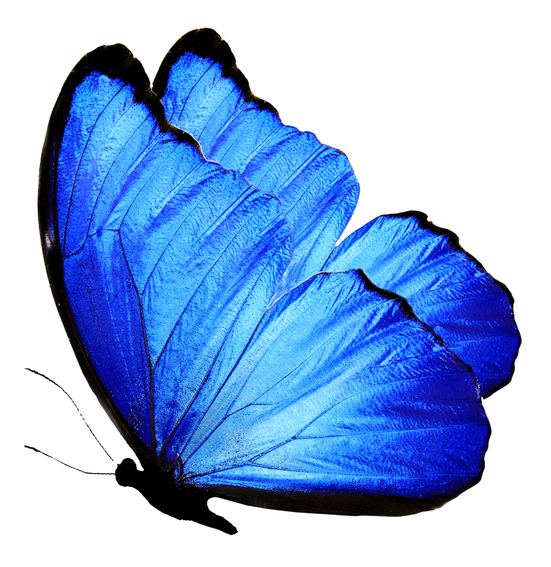 decorative blue butterfly